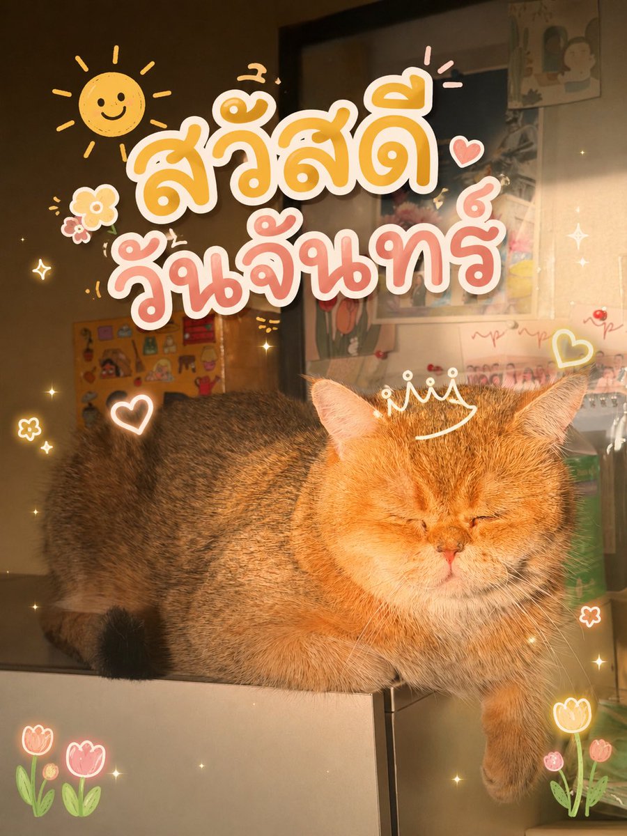 Lalalaaoey🐈🌈 tweet media