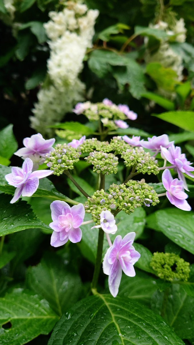 orchestellar's tweet photo. 令和8年6月8日のおはそら☔
梅雨らしくシトシトと降る雨
心が落ち着く感じもするのです https://t.co/E2VjACDzru
