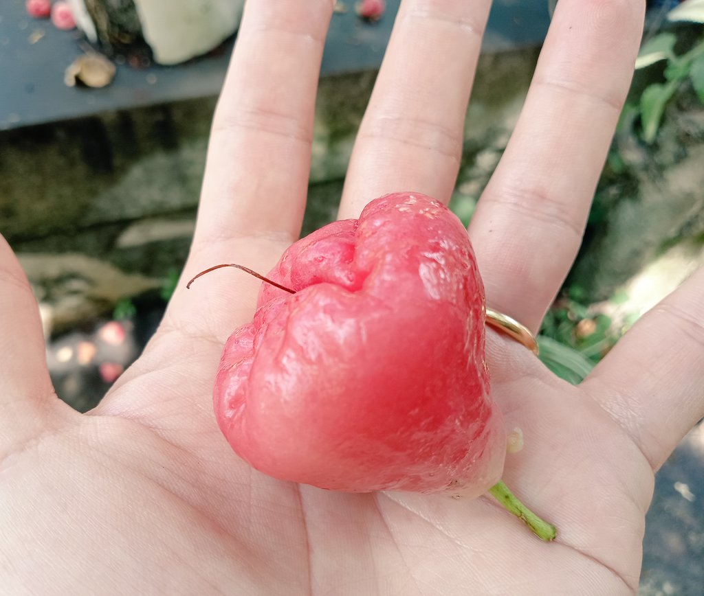 chinyubo's tweet photo. 自宅の庭に、中国の神話に出てくるような桃色の謎の樹の実(花のつぼみ？)がたわわになってるので収穫して食べてみたら、渋い梨みたいな味がする。ほのかに甘い。 https://t.co/gAKHSuu1CK