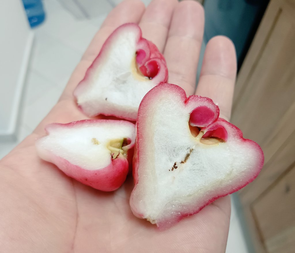 chinyubo's tweet photo. 自宅の庭に、中国の神話に出てくるような桃色の謎の樹の実(花のつぼみ？)がたわわになってるので収穫して食べてみたら、渋い梨みたいな味がする。ほのかに甘い。 https://t.co/gAKHSuu1CK