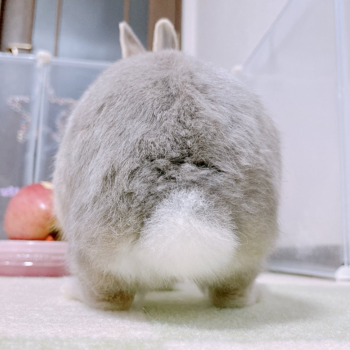 usagi_rinrin's tweet photo. お誕生日の時のうさけつ！
今週もがんばろね🌞

#うさけつようび https://t.co/et0beOOJe1