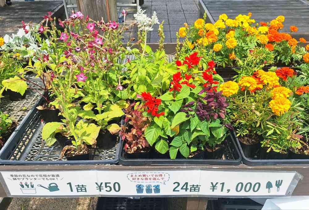 dynam_00358's tweet photo. 花のプリンス💐～第4話～

先日、とある公園に出かけたら‼️
1苗50円⁉️お買い得だろ～👀

シロタエギクを3個と
調べても分からない苗を1個購入😆

穴場を見つけたのでまた行きます🚶

 #ダイナム  ＃花 　＃穴場あったら教えて https://t.co/HgZvMIkLxs
