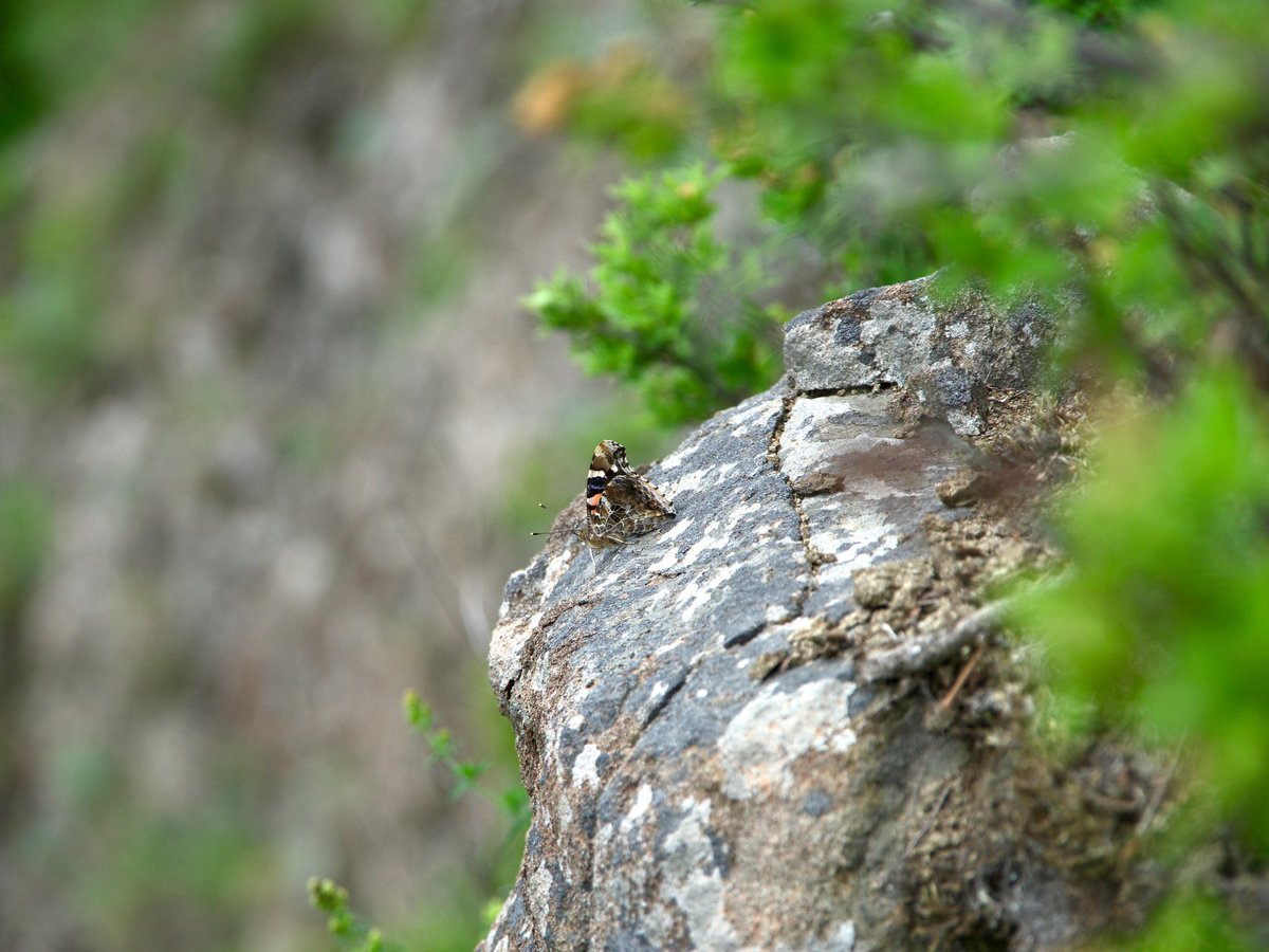 BirderWB's tweet photo. 手稲山⛰️ と…
気温が低くて虫くん達も
あまり出てこないけど、蜘蛛さんが座った直ぐそばに居った。
低山で🐍さんとアカタテハ🦋が出ていた
注意深く近寄ったけどシマヘビ❓
即引っ込んでしまった。
pentax k-01 + da18-135mm iPhone SE https://t.co/Gh8wS1qmzj