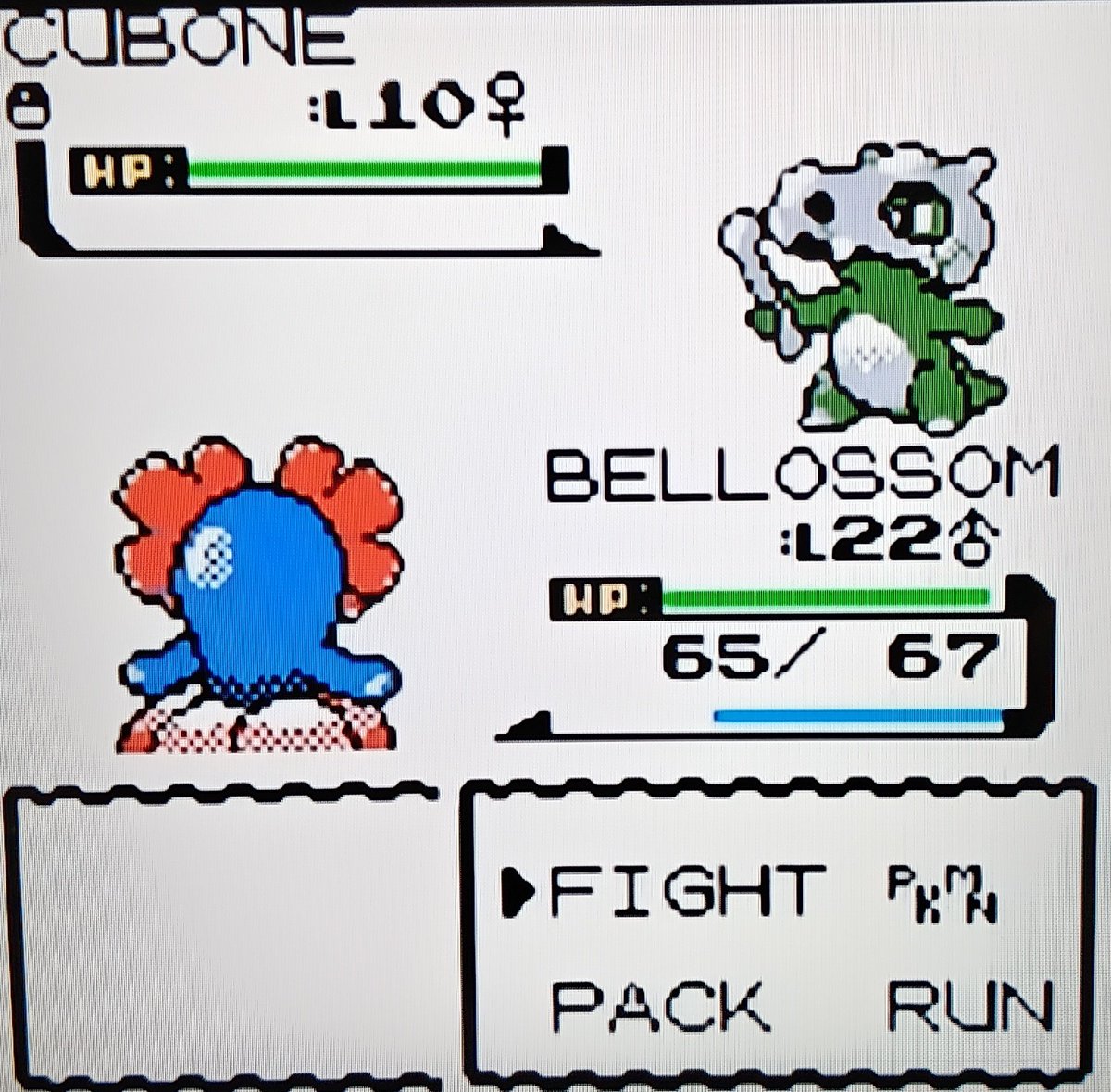 teamRocketPat's tweet photo. Shiny 30% Cubone #2 after an undesirable 20,700 REs via Sweet Scent in Rock Tunnel 1F in Crystal

Friend Ball Capture 👌🏻 

Phase 4 for 25% Machop/Machoke ✅ https://t.co/fXePAdyByJ