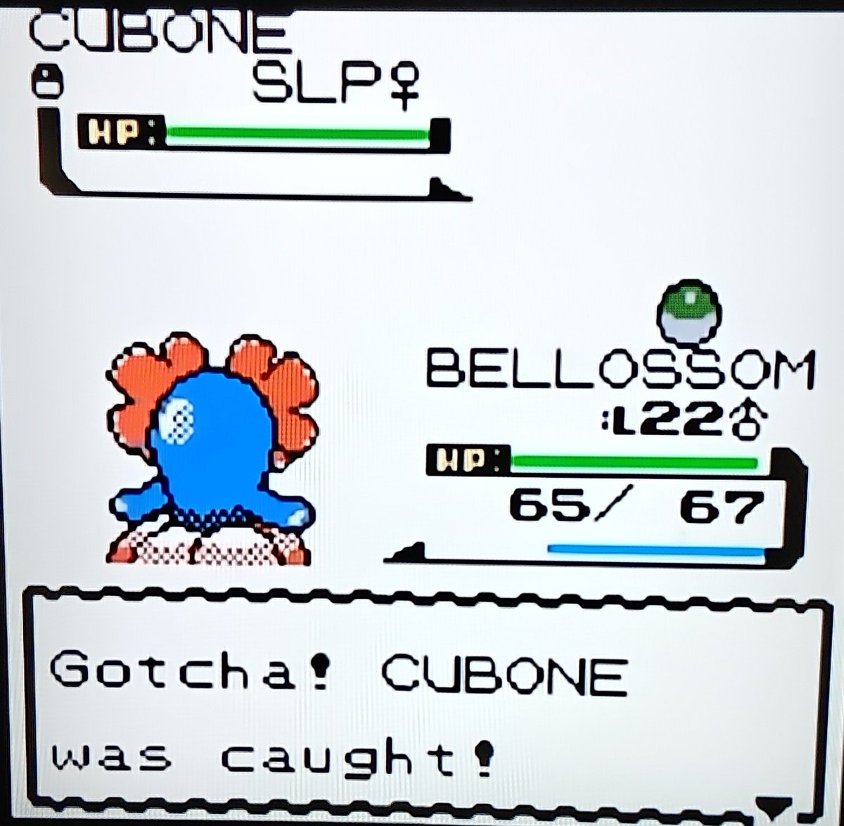 teamRocketPat's tweet photo. Shiny 30% Cubone #2 after an undesirable 20,700 REs via Sweet Scent in Rock Tunnel 1F in Crystal

Friend Ball Capture 👌🏻 

Phase 4 for 25% Machop/Machoke ✅ https://t.co/fXePAdyByJ