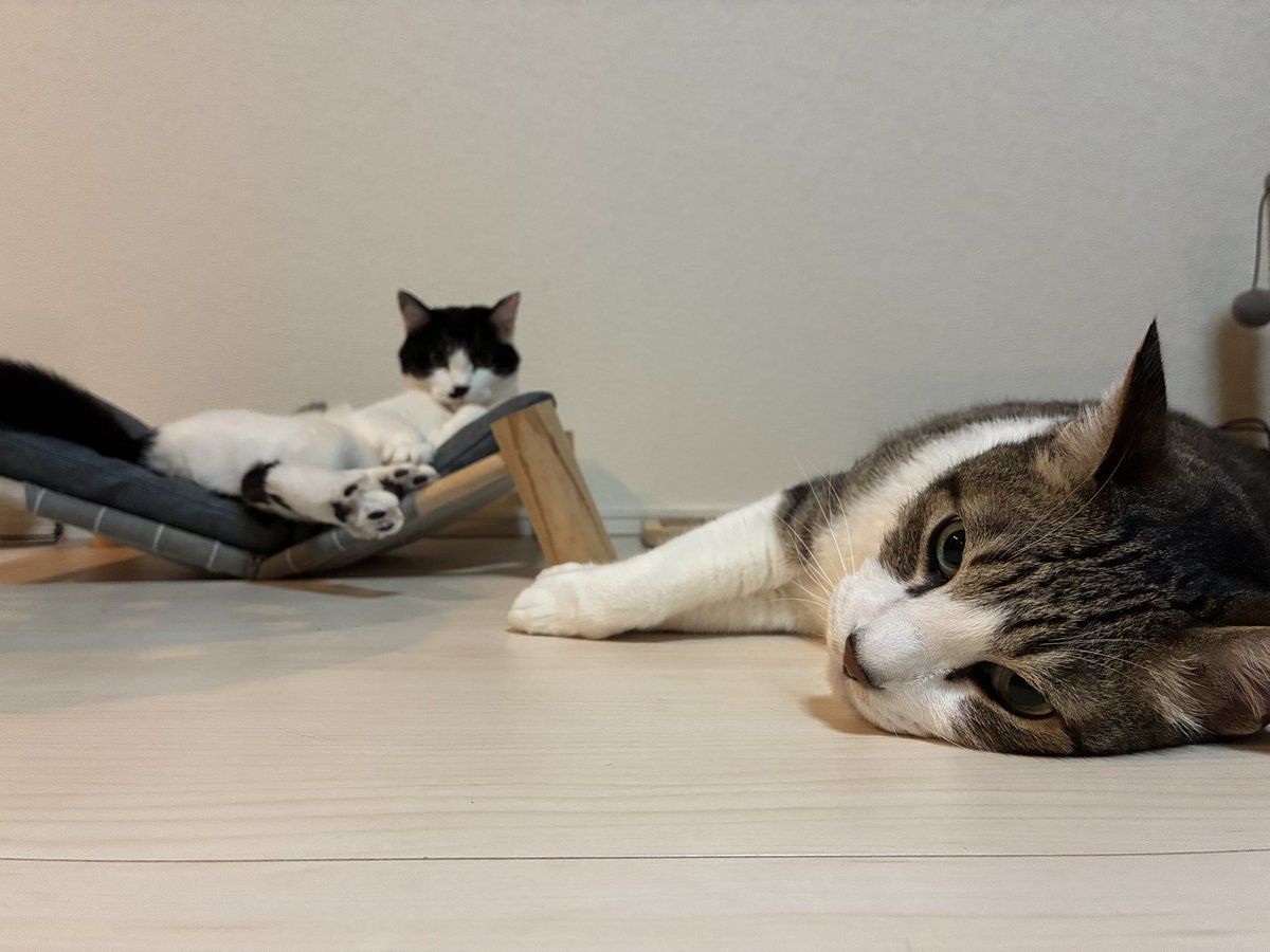 cotato78's tweet photo. おはようございます。
月曜日の朝、まだ起き上がれず失礼します。

#猫のいる暮らし #猫好きさんと繋がりたい https://t.co/mj28mPAVV7