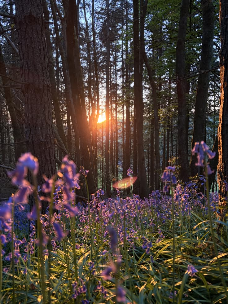 greenvibe's tweet photo. Sunset through a sea of flowers. https://t.co/6Ja2dtYOBQ
