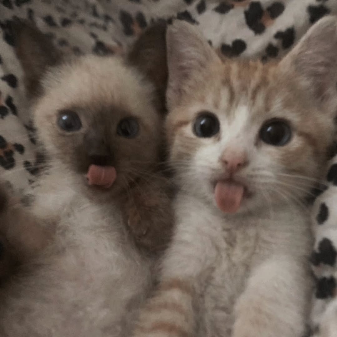 Cats with aura tweet media
