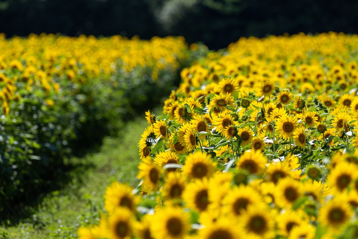 arrows_solution's tweet photo. 🌻私達と一緒に働く仲間を大募集🌻

・未経験者大歓迎！
・あいさつがしっかりできればOK
・おしゃべり好き大歓迎！
・スキルではなく人柄採用！
・携帯業界経験者はもちろん優遇！

☆6月からの短期バイトも多数有り☆
#営業　#短期バイト　#福岡バイト
#高月収　#福利厚生 https://t.co/wVVO2Y0s1Q