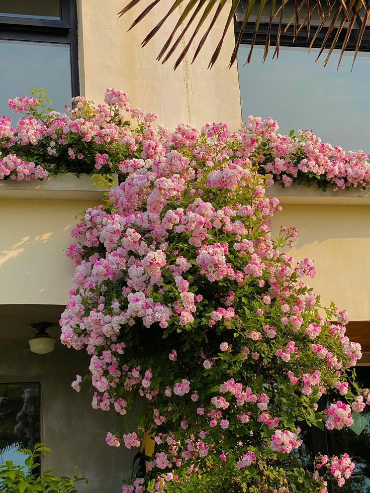 greenvibe's tweet photo. A waterfall of pink blooms. https://t.co/KiDTvGdjr4