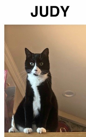 MeowMiya88's tweet photo. 📢🇺🇸🗽🆘️⏳️🚨💔😿Please RT to find Judy #NewJersey #NJ #missingcat #lostcat #Edgewater #CatsOfTwitter #CatsOfX @HAPetRescuer https://t.co/YD7V44np0h