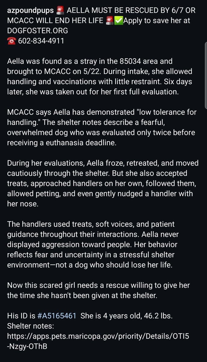 8415_n's tweet photo. AELLA #A5165461
4yo.#germanshepherd #gsd

She's a good, sensitive girl. Being scared at a kill facility is perfectly healthy behavior, esp as she senses that she's a target.

It's not in her power to leave #MCACC. 
It's YOUR power. 
#foster to save her‼️
https://t.co/lRrE9VVfj8 https://t.co/dhkVjv1VMY