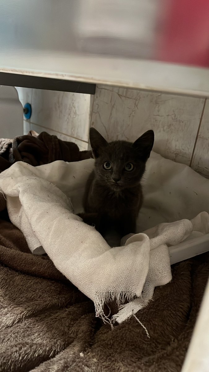 barcelvs's tweet photo. adoção bh pessoal n posso ficar tenho 3 gatos ja https://t.co/FfqPYsB7F6