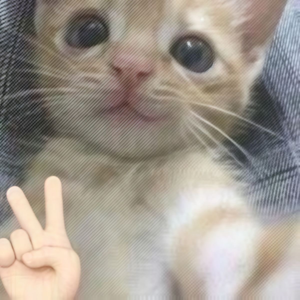 snoppykyan's tweet photo. se acostumem pq agr só vou me comunicar com fotinhas de gatos https://t.co/uVezDoiaRj