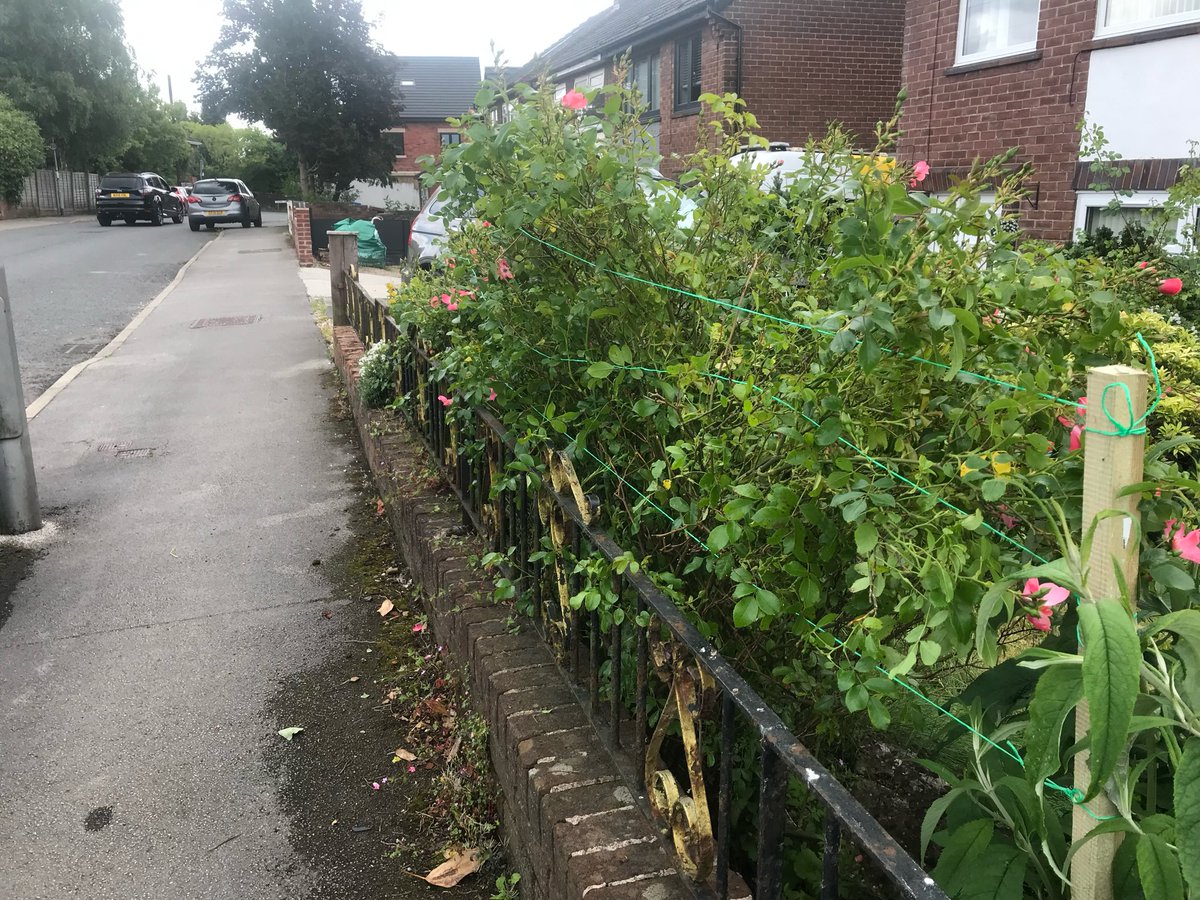 0_ody's tweet photo. Sprawling roses tied back: https://t.co/5tPhHXQB0a