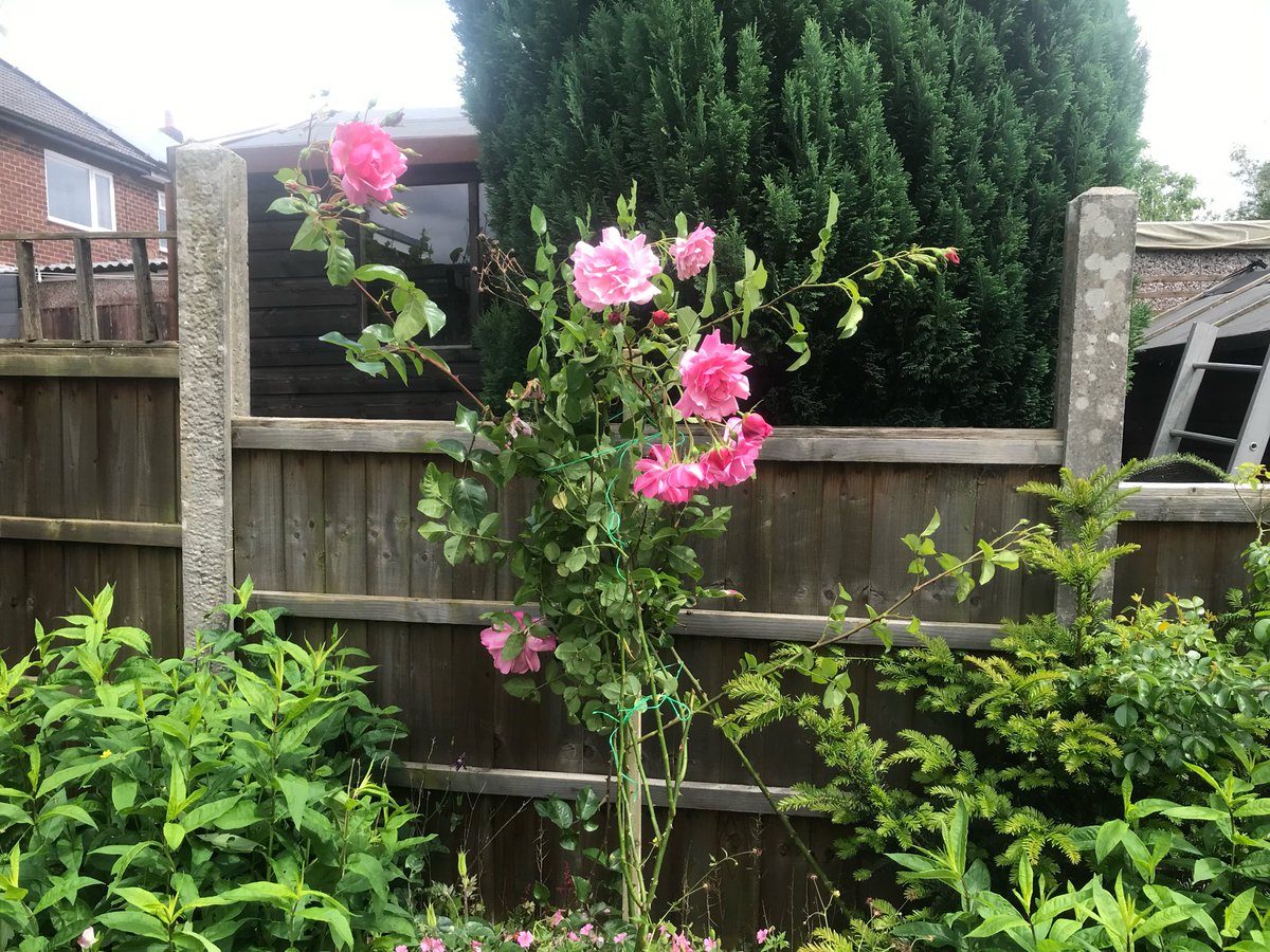 0_ody's tweet photo. Sprawling roses tied back: https://t.co/5tPhHXQB0a