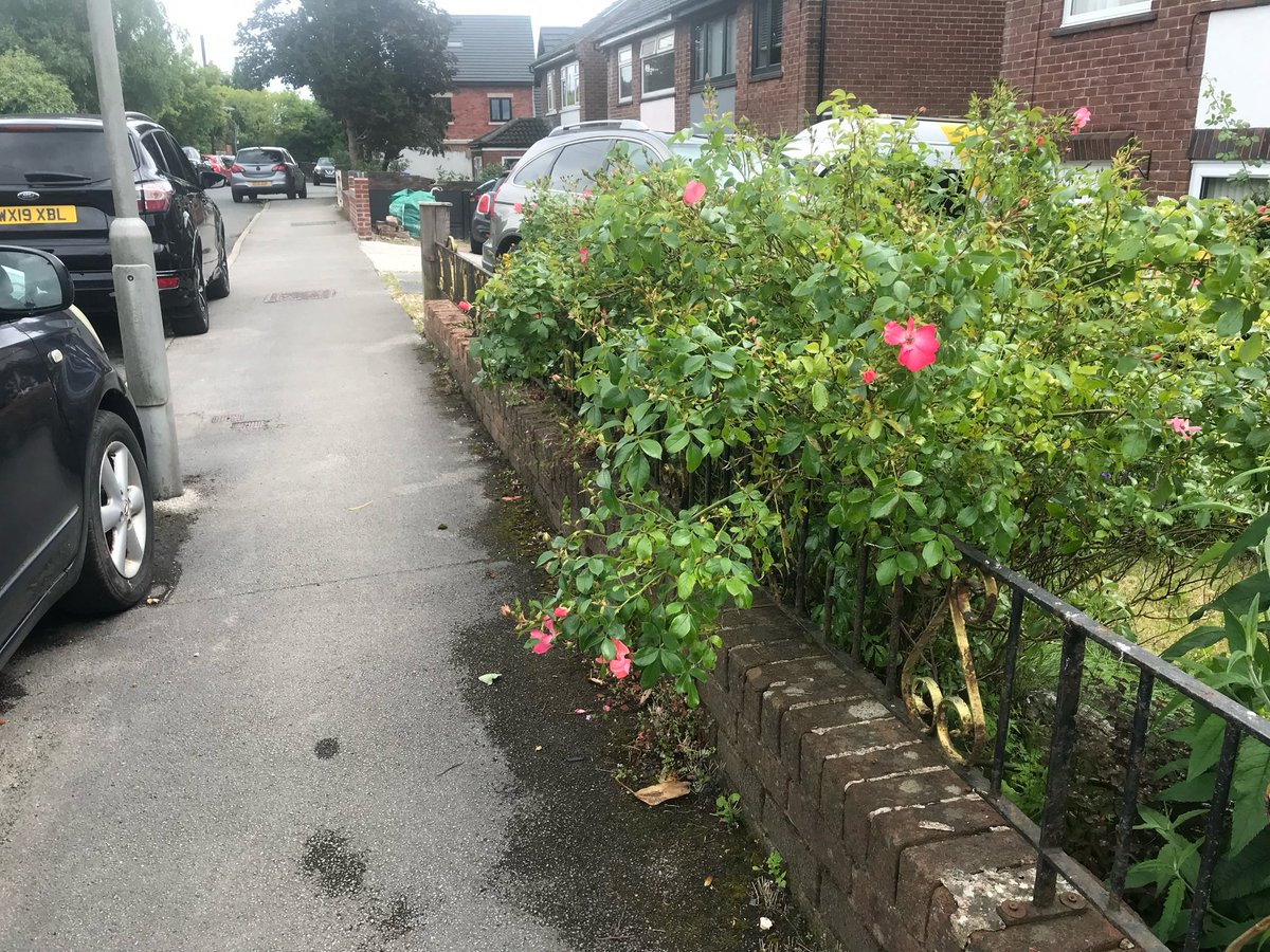 0_ody's tweet photo. Sprawling roses tied back: https://t.co/5tPhHXQB0a