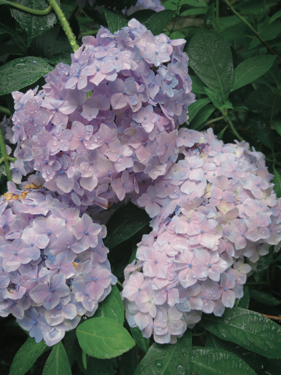 mumi_mushu___'s tweet photo. 雨上がりの北鎌倉にて
混みあっているお寺よりか静かに紫陽花をを愛でることができるこちらの方が、私の性に合っている気がした 是非また行きたいね https://t.co/zIz0VE00XM