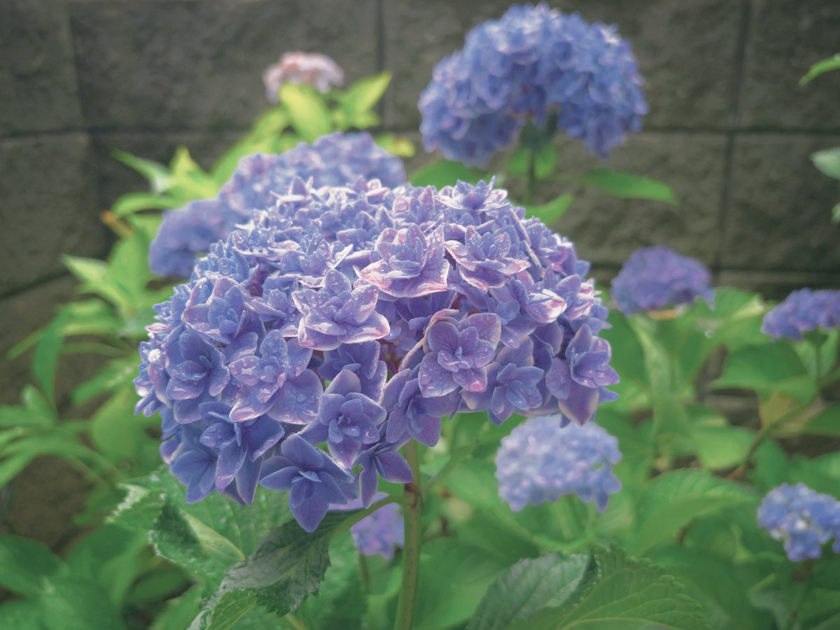 mumi_mushu___'s tweet photo. 雨上がりの北鎌倉にて
混みあっているお寺よりか静かに紫陽花をを愛でることができるこちらの方が、私の性に合っている気がした 是非また行きたいね https://t.co/zIz0VE00XM