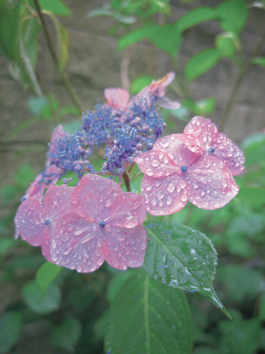 mumi_mushu___'s tweet photo. 雨上がりの北鎌倉にて
混みあっているお寺よりか静かに紫陽花をを愛でることができるこちらの方が、私の性に合っている気がした 是非また行きたいね https://t.co/zIz0VE00XM