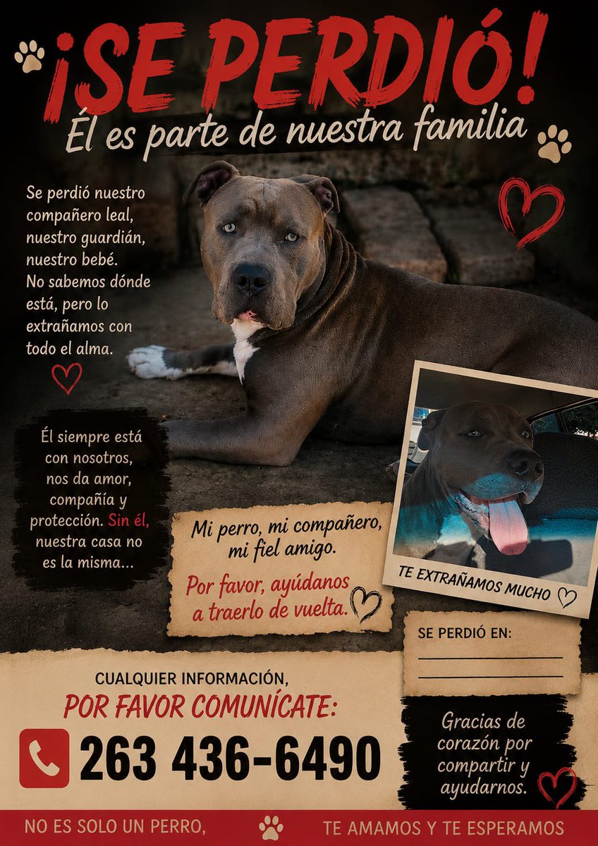Alejandromairan's tweet photo. ⚠️ BUSCAN A APOLO ⚠️

La familia ofrece recompensa, compartir la publicación ayuda para que Polo pueda volver a casa 🙏🏽

📲 WhatsApp: 2634 366 490 / 2634 331 951 https://t.co/rWGqyMmPfy