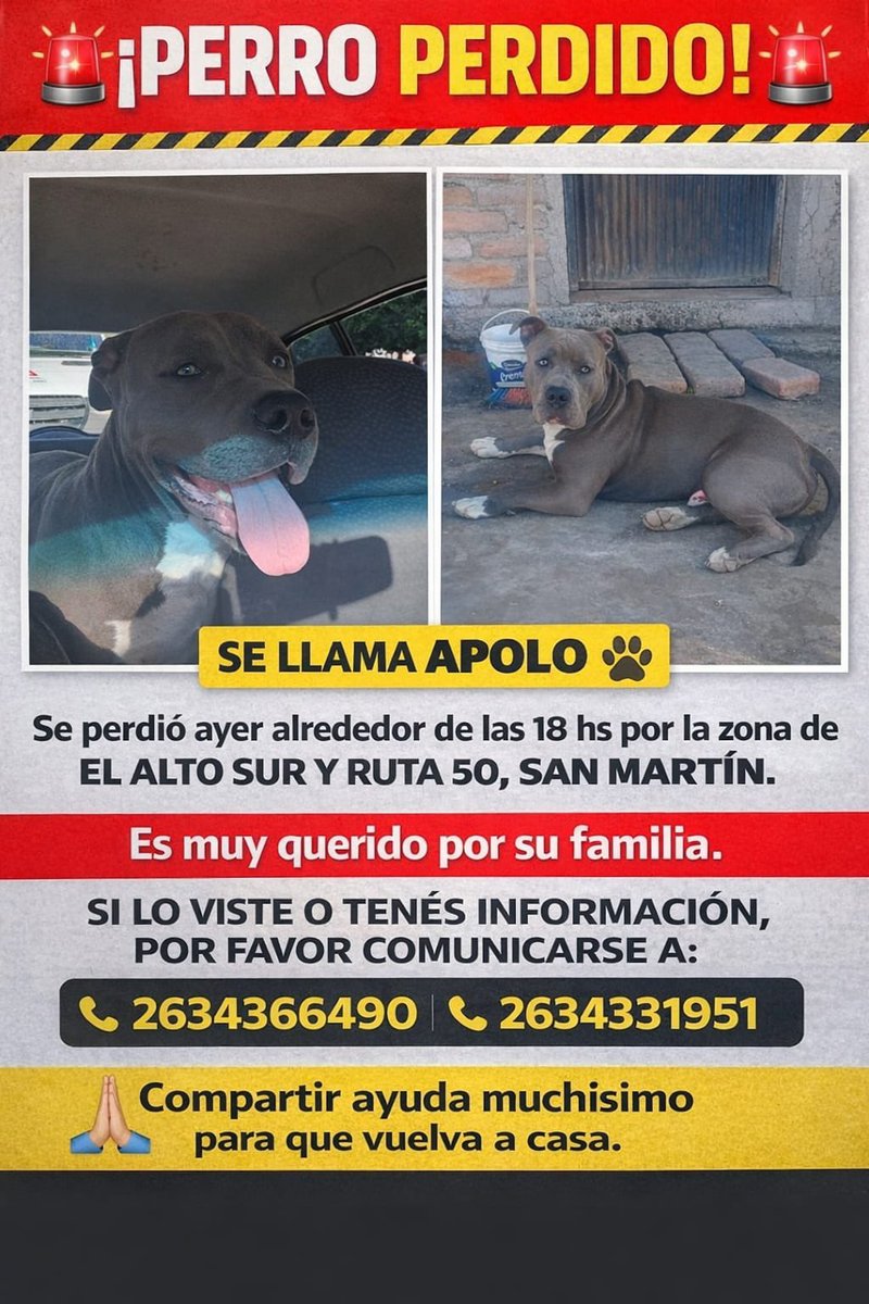 Alejandromairan's tweet photo. ⚠️ BUSCAN A APOLO ⚠️

La familia ofrece recompensa, compartir la publicación ayuda para que Polo pueda volver a casa 🙏🏽

📲 WhatsApp: 2634 366 490 / 2634 331 951 https://t.co/rWGqyMmPfy