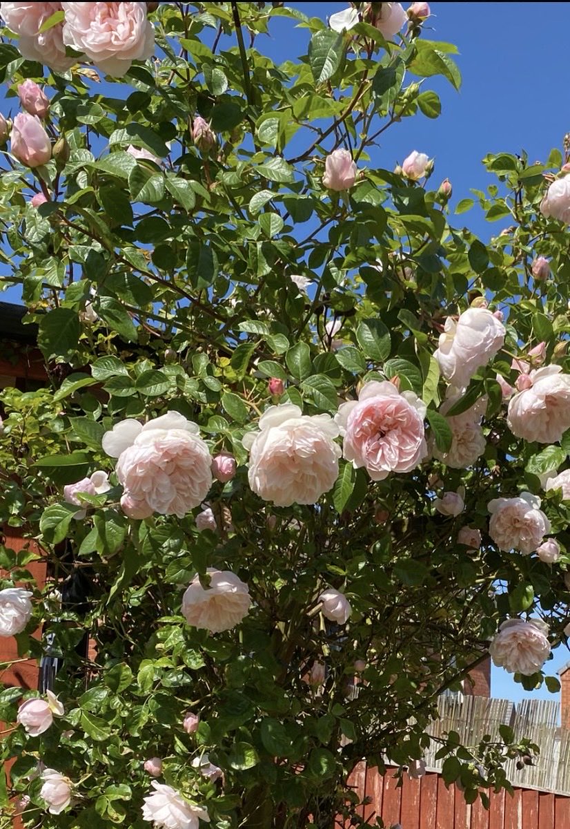 AW108471's tweet photo. @zatzi @elonmusk Smell-o-vision ! Gosh yes that would be amazing wouldn’t it
These are my David Austin roses, highly fragrant &amp; absolutely beautiful.. I’m not very green fingered but they put on such an amazing display every year with minimal effort.. look very similar to yours https://t.co/3KhIa4GcFA