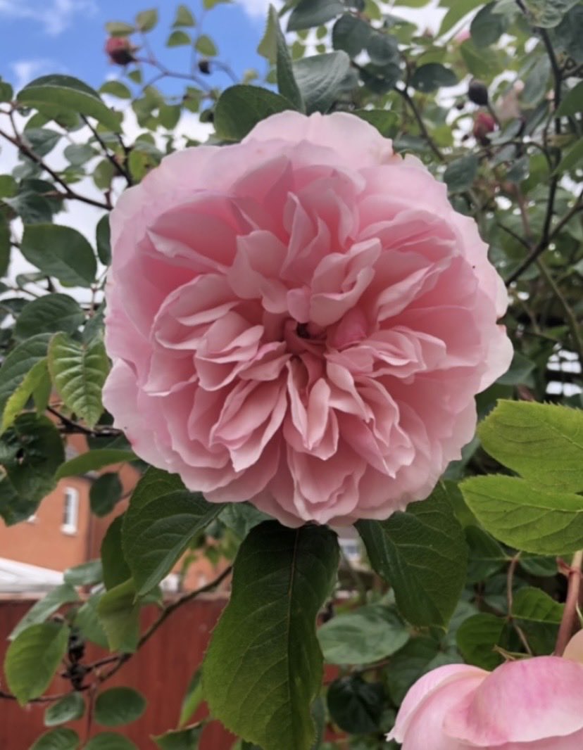 AW108471's tweet photo. @zatzi @elonmusk Smell-o-vision ! Gosh yes that would be amazing wouldn’t it
These are my David Austin roses, highly fragrant &amp; absolutely beautiful.. I’m not very green fingered but they put on such an amazing display every year with minimal effort.. look very similar to yours https://t.co/3KhIa4GcFA