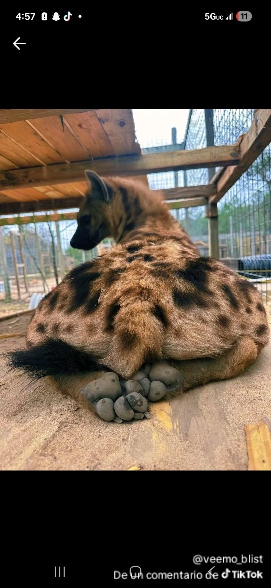 riolu_argentino's tweet photo. Se acuerdan todos los dibujos que le hicieron a este animal solo por esta foto? https://t.co/KwgfYj0WiF