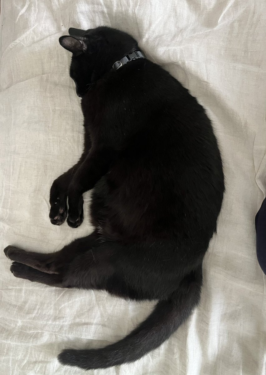angers_003's tweet photo. 本日お休み。
起き抜けに猫を吸う。スゥぅぅ https://t.co/tue7w4BOei