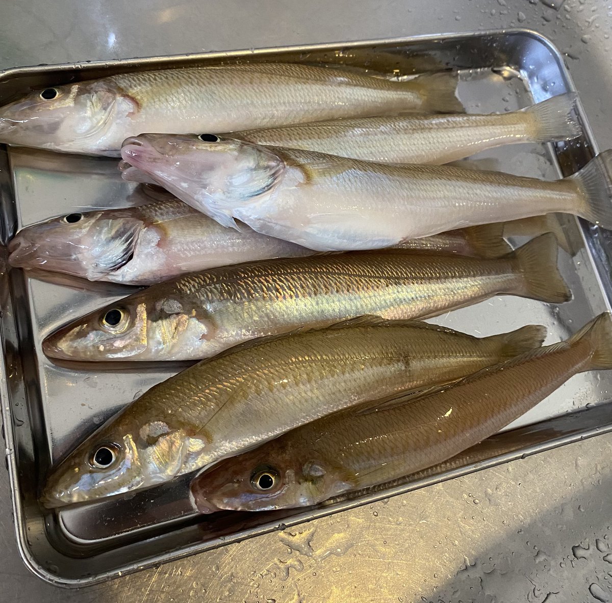 tk2tk2tk2tk2tk2's tweet photo. フォロワーのテテテ様から朝一釣りたてキス頂きました〜🐟😆

綺麗で太い🤩
キスは塩焼きしかしたことないですが、
さすがに勿体無いのでYouTube見て捌いてみます👍
メジロ初めて捌いた時より簡単そうです🤭 https://t.co/MQswY5qxvI