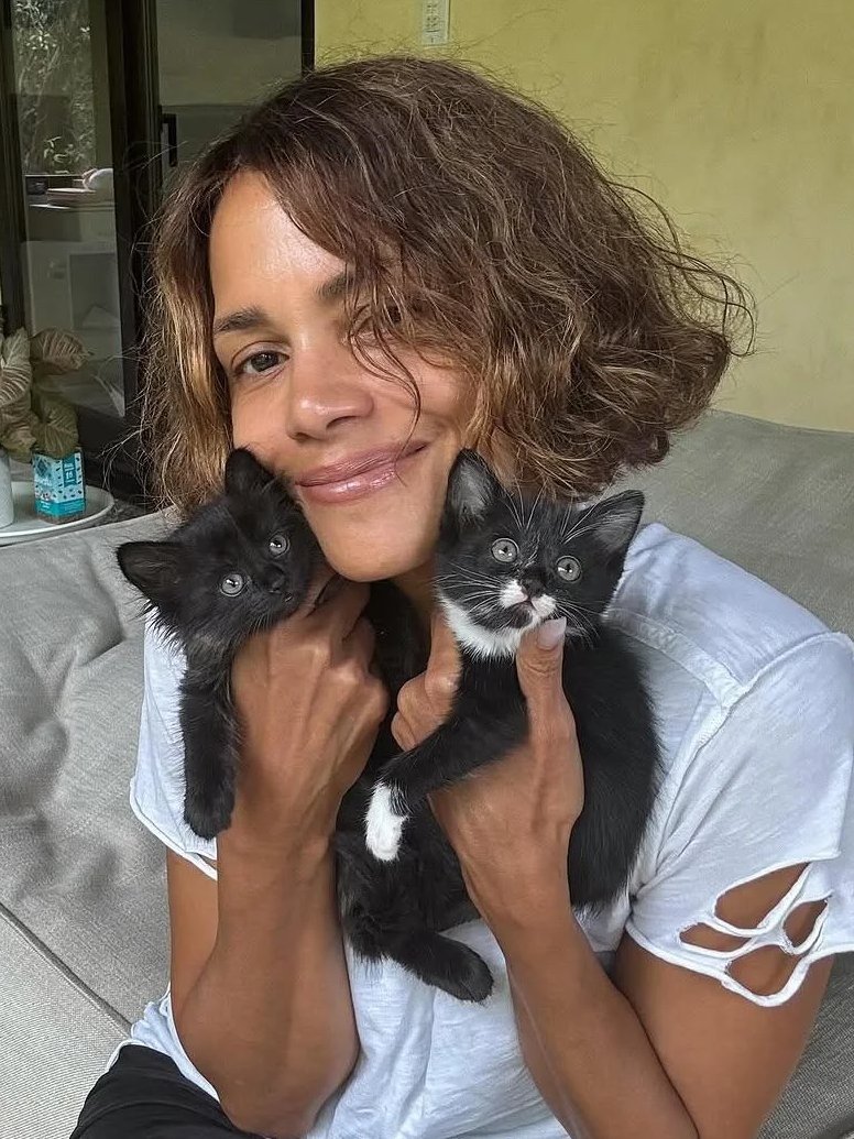 AcervoCharts's tweet photo. Halle Berry encontrou gatinhos em seu jardim e decidiu adotá-los, reforçando seu título de “Mulher-Gato”. https://t.co/3AD1WJW9ah