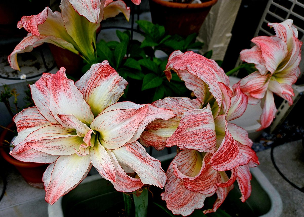 sudo1959's tweet photo. おはようございます🌧️
アマリリスの巨大な花🌺 https://t.co/9o1YnSynOe