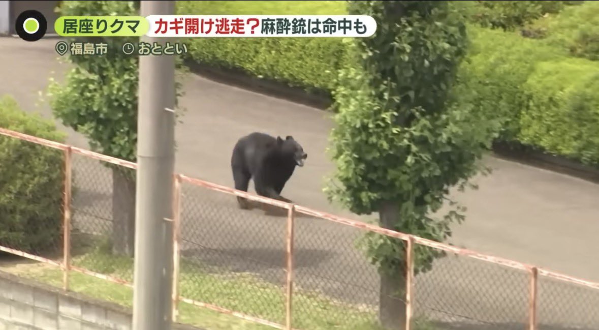 TA43786386's tweet photo. 最近、街に迷い込んでしまったクマの動画がSNSに投稿されることが増えて来ました。
なかには、怖がって逃げ惑うクマの姿を過剰に強調し、まるでクマだけが悪者であるかのように見せてしまうものもあります。
人の行動や発言を無理に止めることはできませんが、「なぜクマが街に出てこざるを得なかったのか」という背景に目を向けることが大切ではないでしょうか。
ただ「危ないから排除すればいい」という結論だけでは、根本的な解決にはならないです。
もし情報を共有するのであれば、不安を煽るような見せ方ではなく、「どこで見かけられたか」という事実を静かに伝えるだけで十分なはずです。
クマは、川沿いなどをたどっているうちに、気がつけば見知らぬ市街地に入り込んでしまうことがあります。
人間にとっては慣れた街でも、クマにとっては初めての場所です。突然知らない世界に放り込まれ、どこへ逃げたら山に帰れるのか、クマ自身もパニックになり、必死に迷っている状態であると受けとれます。
そんな時は、大声で追いかけたり刺激したりせず、静かに見守り、安全に山へ帰れるルートを作ってあげることが大切です。
海外の一部の地域では、野生動物が近くに来ても、必要以上に大騒ぎせず、お互いの距離を保ちながら冷静に見守る人間の姿勢を目にします。

私たち人間の暮らしが自然に与えている影響を振り返り、クマの行動の理由をそっと推し量る。　
そんな心の余裕が、これからの時代には必要であり、クマを一方的な悪者にせず、同じ地球に生きる命として、お互いに刺激し合わない優しい距離感を見つけていけたらと思います。

#熊も人間も守ろう