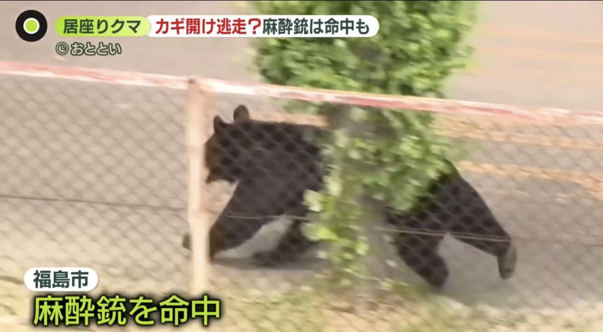 TA43786386's tweet photo. 最近、街に迷い込んでしまったクマの動画がSNSに投稿されることが増えて来ました。
なかには、怖がって逃げ惑うクマの姿を過剰に強調し、まるでクマだけが悪者であるかのように見せてしまうものもあります。
人の行動や発言を無理に止めることはできませんが、「なぜクマが街に出てこざるを得なかったのか」という背景に目を向けることが大切ではないでしょうか。
ただ「危ないから排除すればいい」という結論だけでは、根本的な解決にはならないです。
もし情報を共有するのであれば、不安を煽るような見せ方ではなく、「どこで見かけられたか」という事実を静かに伝えるだけで十分なはずです。
クマは、川沿いなどをたどっているうちに、気がつけば見知らぬ市街地に入り込んでしまうことがあります。
人間にとっては慣れた街でも、クマにとっては初めての場所です。突然知らない世界に放り込まれ、どこへ逃げたら山に帰れるのか、クマ自身もパニックになり、必死に迷っている状態であると受けとれます。
そんな時は、大声で追いかけたり刺激したりせず、静かに見守り、安全に山へ帰れるルートを作ってあげることが大切です。
海外の一部の地域では、野生動物が近くに来ても、必要以上に大騒ぎせず、お互いの距離を保ちながら冷静に見守る人間の姿勢を目にします。

私たち人間の暮らしが自然に与えている影響を振り返り、クマの行動の理由をそっと推し量る。　
そんな心の余裕が、これからの時代には必要であり、クマを一方的な悪者にせず、同じ地球に生きる命として、お互いに刺激し合わない優しい距離感を見つけていけたらと思います。

#熊も人間も守ろう