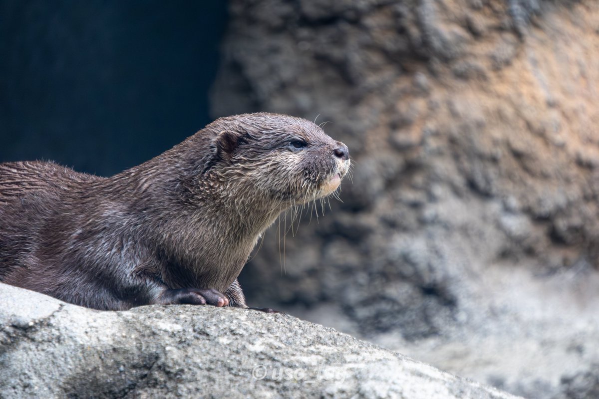uso_log's tweet photo. 2025.05
#多摩動物公園 #コツメカワウソ https://t.co/H5mPPKqMb1