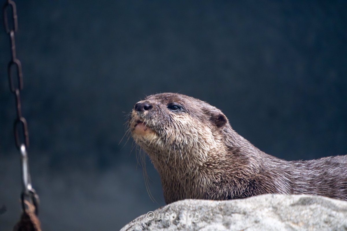 uso_log's tweet photo. 2025.05
#多摩動物公園 #コツメカワウソ https://t.co/H5mPPKqMb1