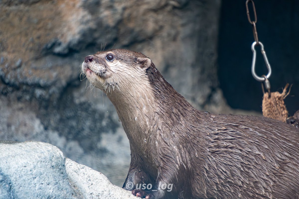 uso_log's tweet photo. 2025.05
#多摩動物公園 #コツメカワウソ https://t.co/H5mPPKqMb1
