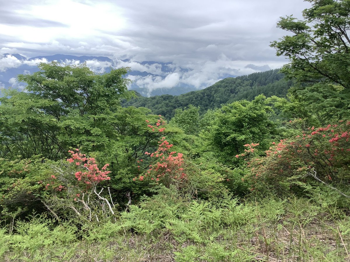 販売 山採りヤマツツジ ◇◇ヤマツツジ 山取 ◇◇67 茂林寺前駅周辺 