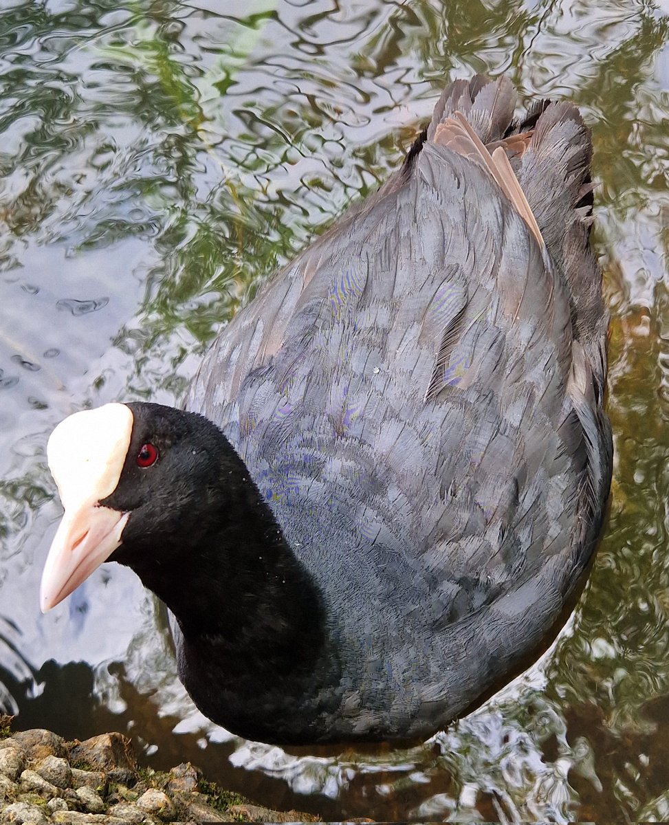 TetZoo's tweet photo. I'm so pissed off with what's been done to this site that I've mostly stopped sharing my own stuff here. But I had a great day and want to show you some animal pictures. Remember what we're fighting to save. https://t.co/mNWdxIHWwi