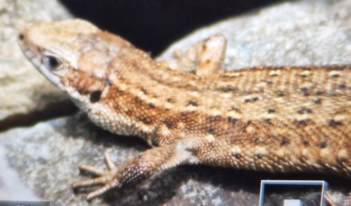 TetZoo's tweet photo. I'm so pissed off with what's been done to this site that I've mostly stopped sharing my own stuff here. But I had a great day and want to show you some animal pictures. Remember what we're fighting to save. https://t.co/mNWdxIHWwi