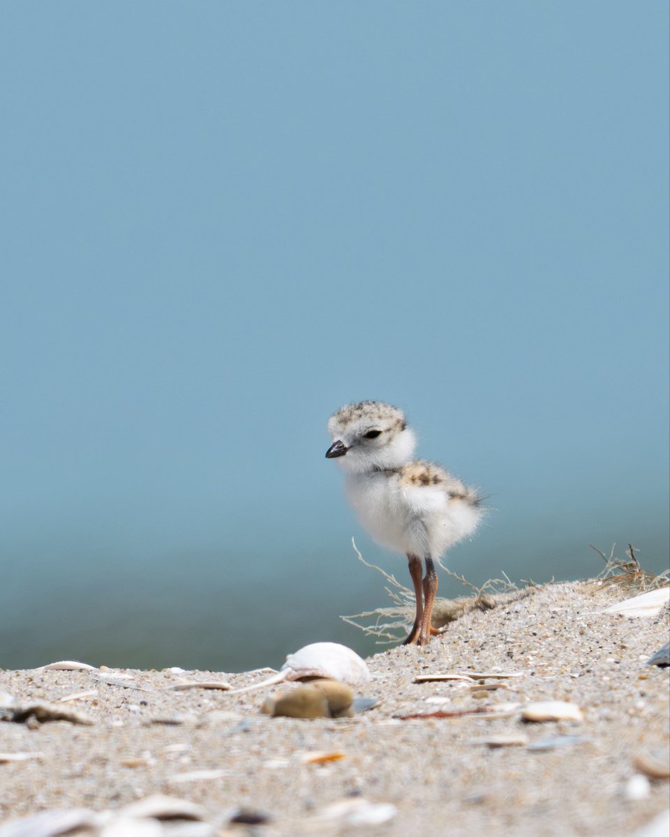 NycPlover's tweet photo. One of the newest little New Yorkers, hatched one week ago! Note the iconic chick + NYC skyline shot … bottle cap for scale! ❤️

📷: Benjamin Forbes https://t.co/pXImgOGOIP