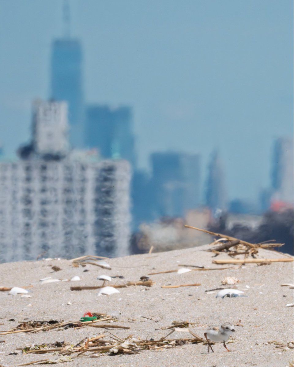 NycPlover's tweet photo. One of the newest little New Yorkers, hatched one week ago! Note the iconic chick + NYC skyline shot … bottle cap for scale! ❤️

📷: Benjamin Forbes https://t.co/pXImgOGOIP