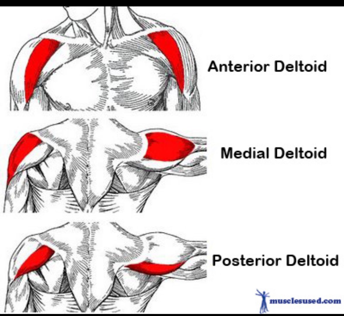 milesklauder's tweet photo. Anterior Deltoid (Muscle Highlighted in Red)
• Best Exercise: Overhead Press
The overhead press is a powerhouse for targeting the front (anterior) deltoids. Keep your core engaged to avoid strain on your lower back! #ShoulderTraining #Strength https://t.co/btVE0Oh9BP