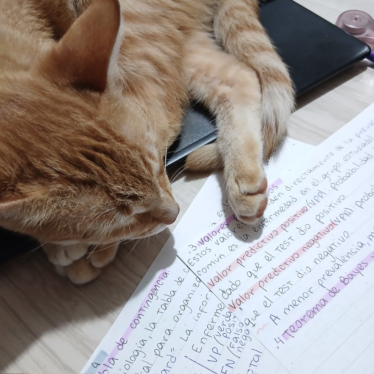 juliettnotes's tweet photo. ⋆˙⟡ — #studylog ! 070626
para concentrarme mejor me fui a estudiar al living con el sonido ambiental de mis papás viendo una película de tiburón. mi gatita me acompañó sentándose sobre la compu y pude avanzar un montón con el horror que es estadística !!🤍 https://t.co/aBm2OnKam4