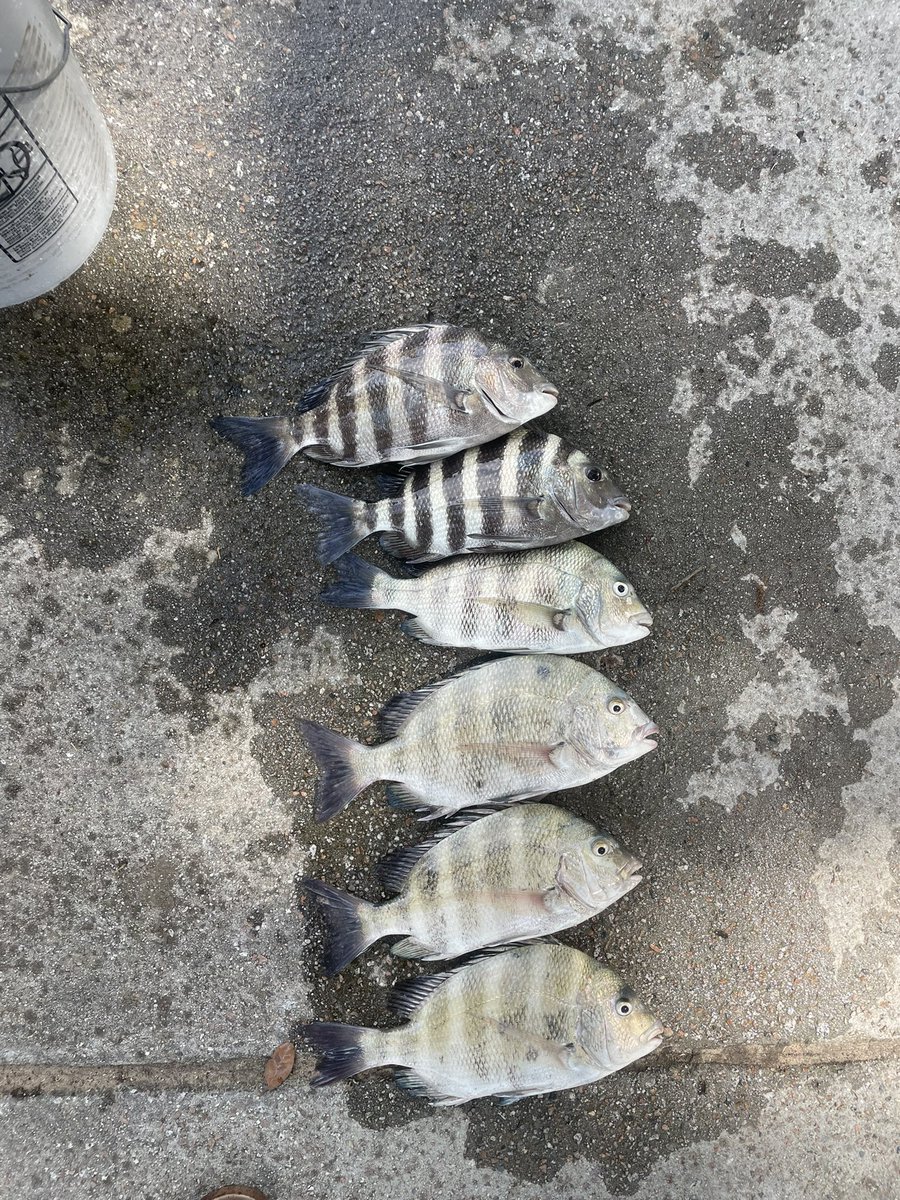 JesseJimIsle's tweet photo. Hardty and I made lite work of the sheepshead. Caught as many as we wanted. Kept 6  🐑 https://t.co/9CJMeNX6DM