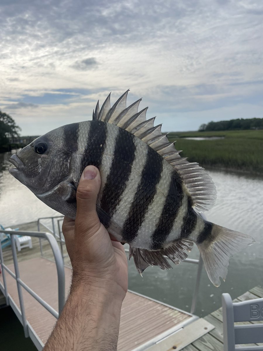 JesseJimIsle's tweet photo. Hardty and I made lite work of the sheepshead. Caught as many as we wanted. Kept 6  🐑 https://t.co/9CJMeNX6DM