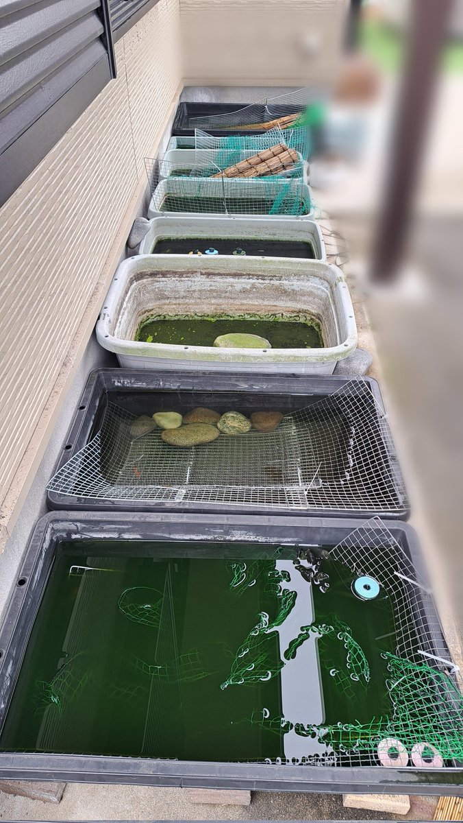 UOzgAltXB959161's tweet photo. 本日も朝起きると全ての容器が襲われてました。
補強していたため、全滅は免れましたが相当数が襲われてしまいました。
中学生の頃から20年以上外飼育しているのにこんなこと初めてです。

さすがに心が折れました https://t.co/ile4RzYnPM