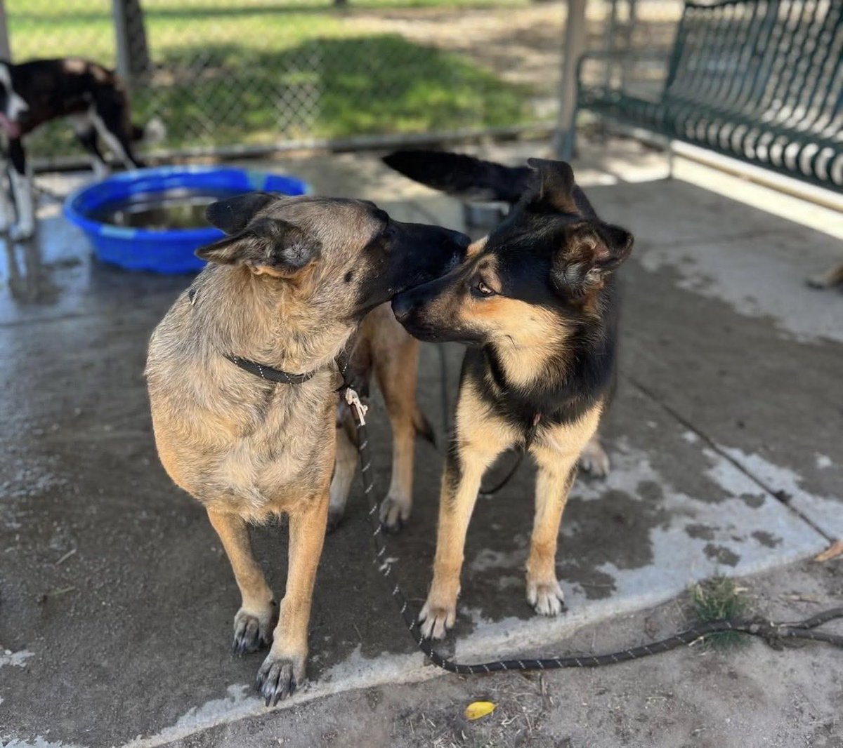 LilaFlw's tweet photo. @Christie_Houser Dogs pictured above:
Razzle—to die 1st thing MON AM💔

Very sweet! She’s the one on left giving a kiss 🥰

Need ADOPTER (🇺🇸/🇨🇦—some rescues allow out-of-state adopt if good fit) or FOSTER (100% reimbursed) to get out alive. 

Reply or msg @Christie_Houser if u can help! https://t.co/j95UyTtGP0