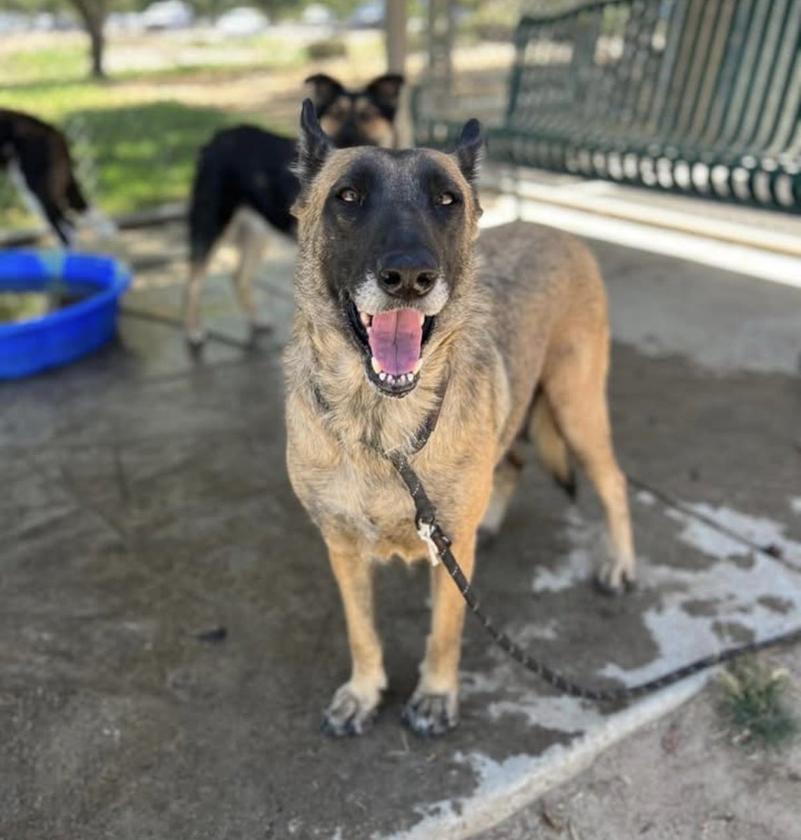 LilaFlw's tweet photo. @Christie_Houser Dogs pictured above:
Razzle—to die 1st thing MON AM💔

Very sweet! She’s the one on left giving a kiss 🥰

Need ADOPTER (🇺🇸/🇨🇦—some rescues allow out-of-state adopt if good fit) or FOSTER (100% reimbursed) to get out alive. 

Reply or msg @Christie_Houser if u can help! https://t.co/j95UyTtGP0